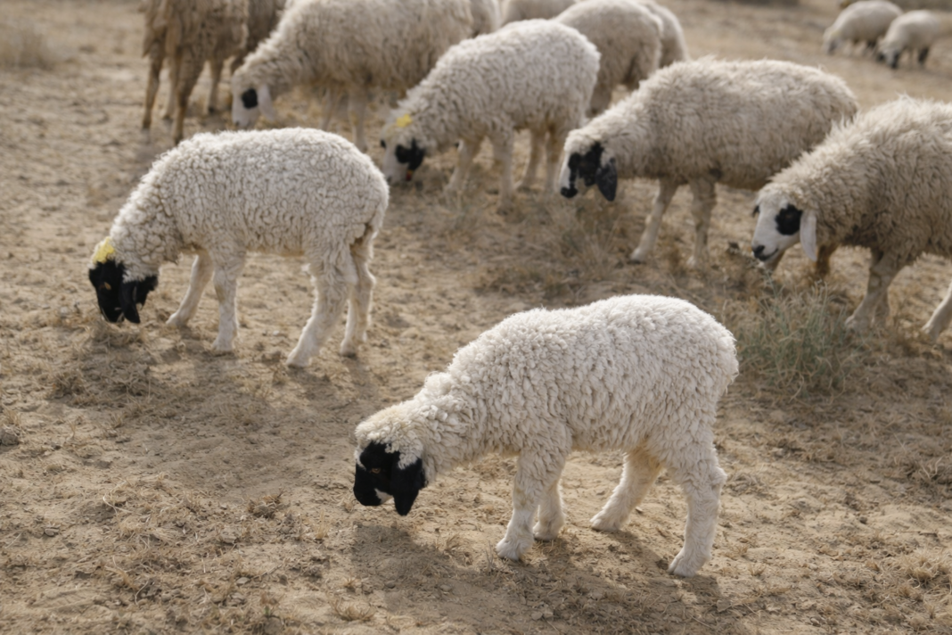 Over 100 Sheep Die in Cholistan Near Derawar Fort, Raising Climate Concerns Over 100 Sheep Die in Cholistan Near Derawar Fort, Raising Climate Concerns