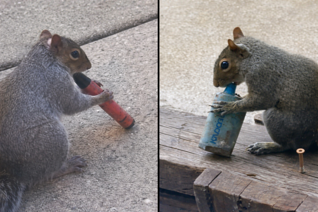 funny squirrels